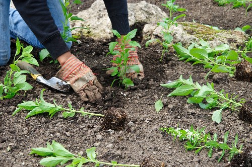 Mulching garden beds in Barnet
